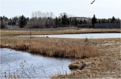 IMG_8105-Airdrie.jpg