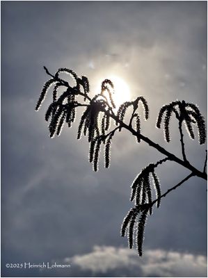 IMG_8221.jpg