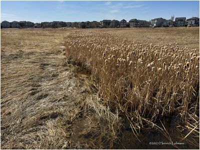 IMG_8307-Airdrie.jpg
