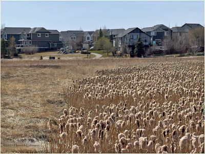 IMG_8311-Airdrie.jpg