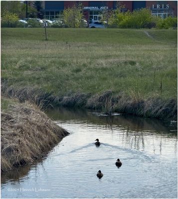 IMG_0071-Airdrie.jpg