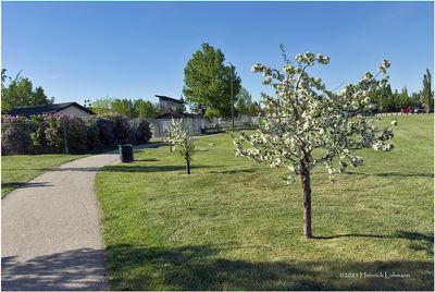 IMG_0171-Airdrie.jpg