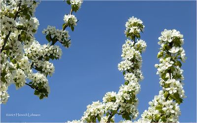 IMG_8519-Blossoms.jpg