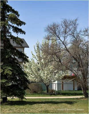 IMG_8532-Airdrie.jpg