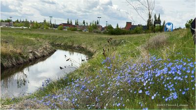 IMG_0314-Airdrie.jpg