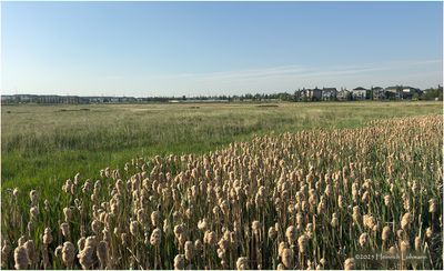 IMG_0445-Airdrie.jpg