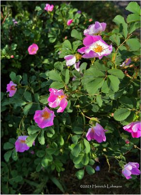 IMG_0580-Wild Rose.jpg