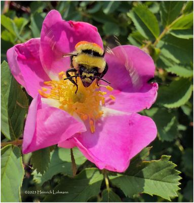 IMG_0602-Bumbel Bee.jpg
