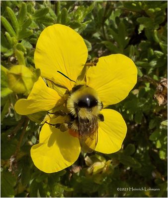 IMG_0630Bumble Bee.jpg