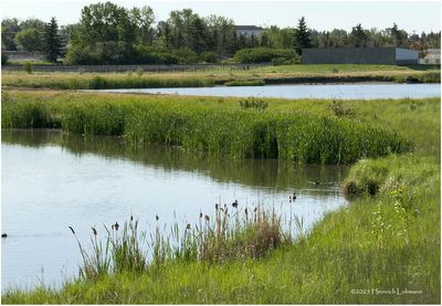IMG_0713-Airdrie.jpg