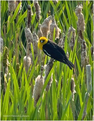 IMG_0757-Yellow-Headed Black Bird.jpg