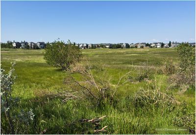 IMG_0854-Airdrie.jpg