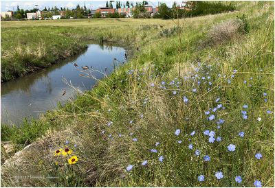 IMG_1071-Airdrie.jpg