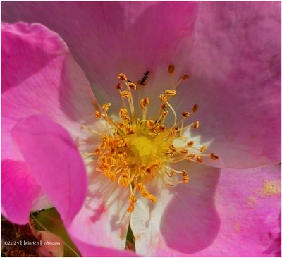 IMG_0884-Wild Rose.jpg