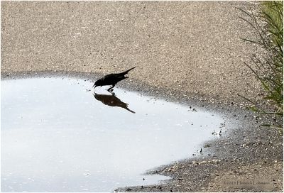 IMG_0902-Bird..jpg