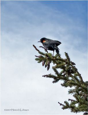IMG_1026-Red-Wiged Black Bird.jpg