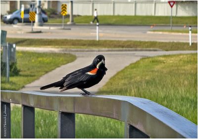 IMG_1047-Red-Wiged Black Bird.jpg