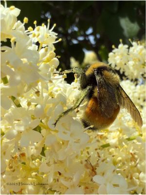 IMG_1188-Bumble Bee.jpg
