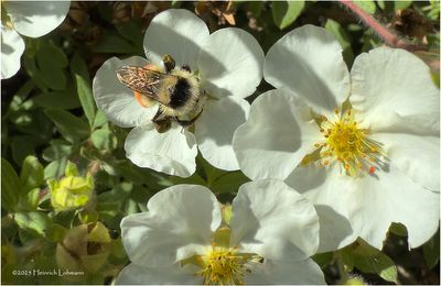 IMG_1299-Potentilla.jpg