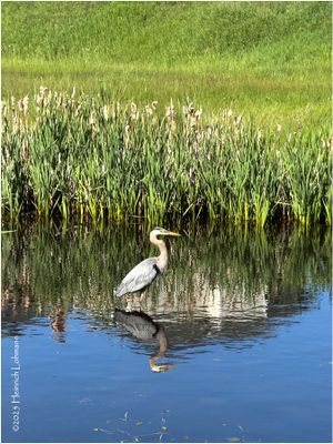 Birds and other critters