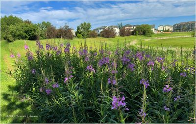 IMG_1395-Fireweed.jpg