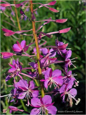 IMG_1398-Fireweed.jpg