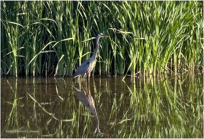 IMG_1432-Grat Blue Heron.jpg