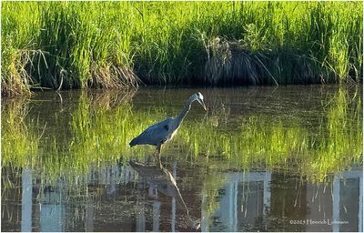 IMG_1457-Great Blue Heron.jpg