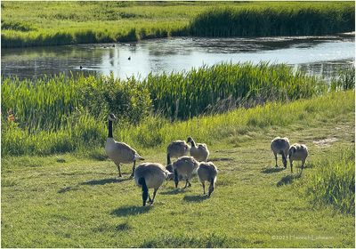 IMG_1479-Canada Geese.jpg