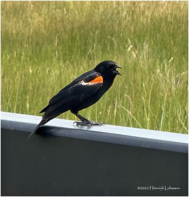 Birds and other critters