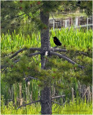 IMG_1577-Red-Winged Black Bird.jpg