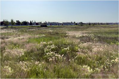 IMG_1721-Airdrie.jpg