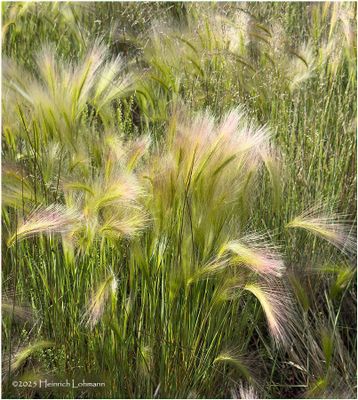 IMG_1753-Wild Oats.jpg