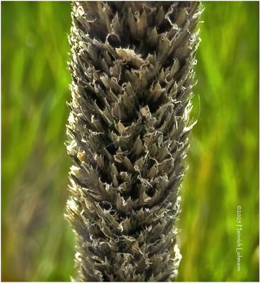 IMG_1781-Grass Seed.jpg