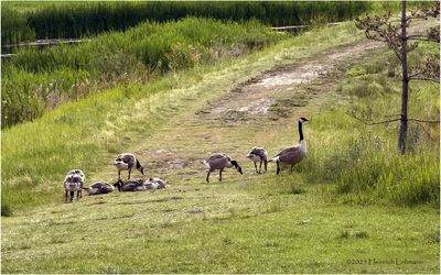 IMG_1783-Canada Geese.jpg