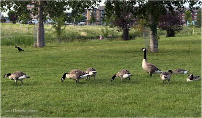 IMG_1802-Canada Geese.jpg