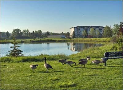 IMG_2104-Cabada Geese.jpg