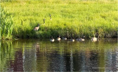 IMG_2161-Canada Geese.jpg