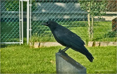IMG_2150-American Raven.jpg