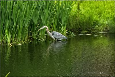 IMG_2204-Great Blue Heron.jpg