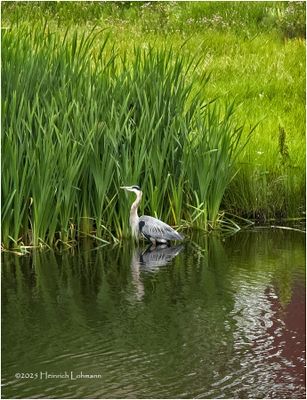 IMG_2214-Great Blue Heron.jpg