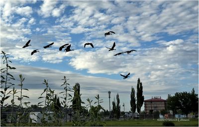 Birds and other critters