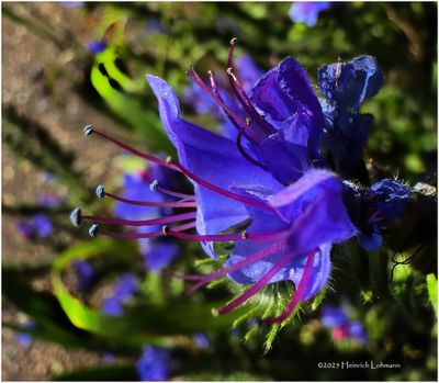 Flowers and things in 2025