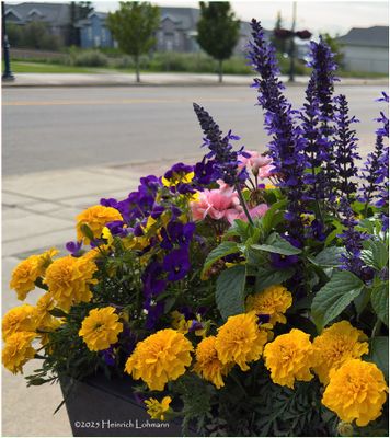 Flowers and things in 2025