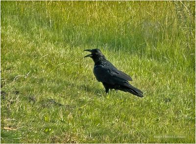 Birds and other critters