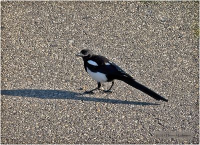 Birds and other critters
