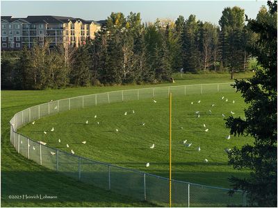 IMG_3163-Airdrie.jpg