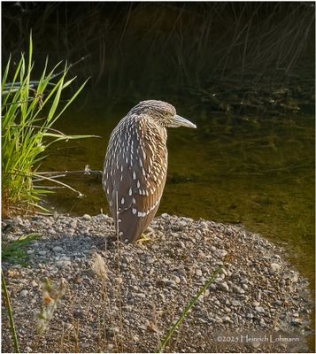 IMG_3953-Black Crowned Niht Heron-jyvenile.jpg