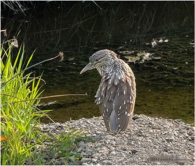 IMG_3919-Black Crownrd Nigh Hreon-juvenile.jpg
