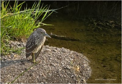 IMG_3815-Black Crowned Night Heron-juvenile.jpg